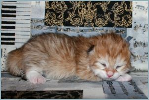 Female Siberian Kitten from Deedlebug Siberians